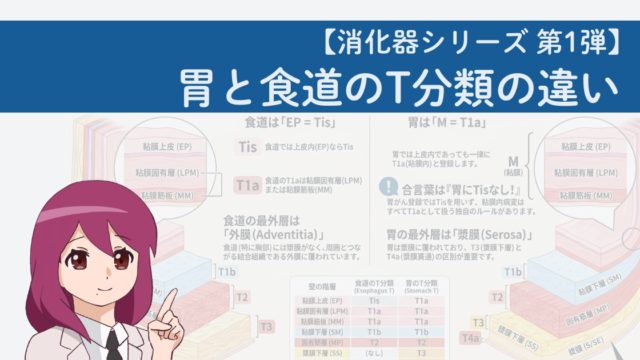消化器シリーズ第1弾、胃と食道のT分類の違いを比較したアイキャッチ画像
