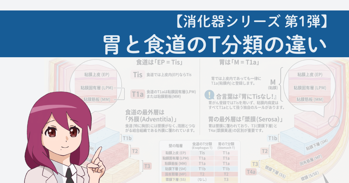消化器シリーズ第1弾、胃と食道のT分類の違いを比較したアイキャッチ画像